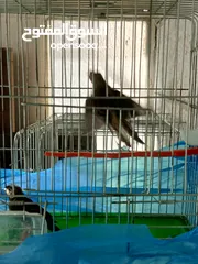  5 كنارات مشكله عمار فوق 6 اشهر