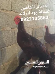  3 كتكوت رود ايرلاند الامريكي درجه اولئ