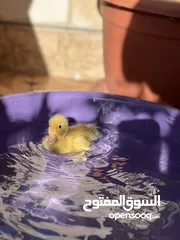  7 بطة صفرا صغيرة للبيع #بطة