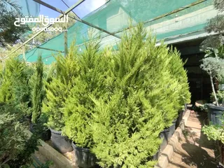  9 جميع أنواع الأشجار ( أشجار زينة - أشجار مثمرة )