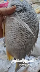  18 أسماك طازجة يوميا