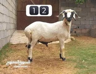  12 خرفان عيد درجه اولي وفيهم مواصفات فحوله