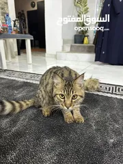  3 قط ذكر للتبني male cat for adoption