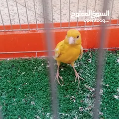  6 عصافير كناري
