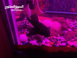  10 حوض سمك اوسكر كامل اغراضو للبيع