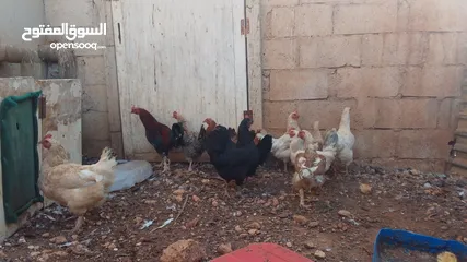 3 11 جاجه وديك نخب النخب