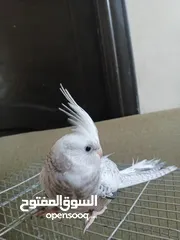  2 كوكتيل لون نادر