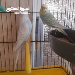 13 طيور حب للبيع سعر الجوز 15دينار مع قفص والمعالفه وبياضاه . طيور حب انجليزي