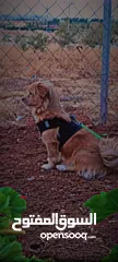  2 كلبه للبيع بصحه جيده