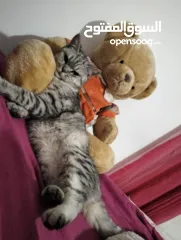 2 قطه مستعمله للبيه