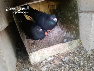  11 حمام للبيع