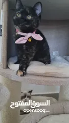  3 قطط كبيرة للتبني انواع مكس