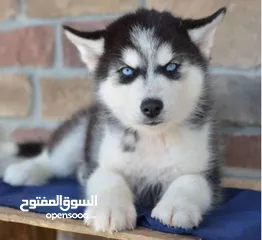  1 Siberian husky puppies