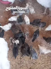  2 صيصان جاج بلدي للبيع