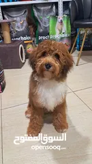  1 Maltipoo Male , 7 months old , very, very playful , friendly, full vaccinated, and dewormed.