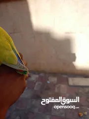  2 بركديلو مروض للبيع