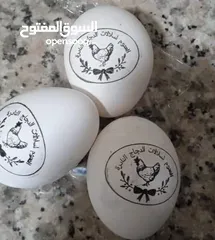  25 بيض مخصب و صيصان لسلالات دجاج نادره على مستوى العالم