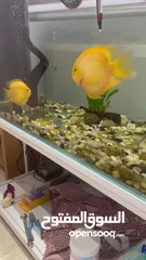  5 Pair of Parrot fish