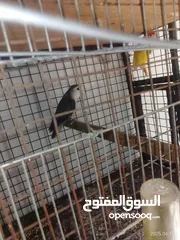  8 طيور للبيع