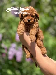  6 toy poodle T_cup now in Jordan  توي بودل تيكب بجميع الأوراق والثبوتيات والجواز والمايكرتشيب