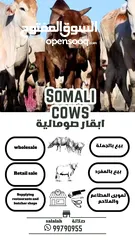  1 اجود الابقار الصومالية للبيع بالجملة