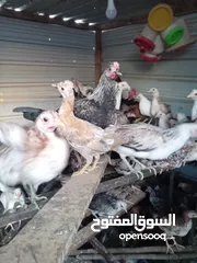  5 للبيع دجاج عربي