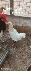  2 دجاج لوهمان