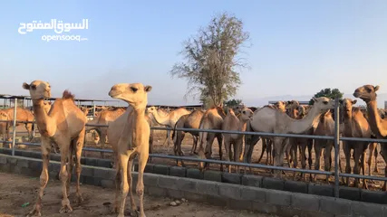  3 قعدان مراعي الجنوب للبيع