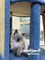  2 قططط للبيع