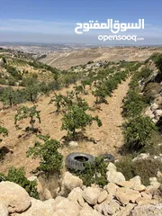 1 ابو موسى القواسمه