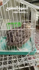  1 طيور الفري لونين ابيض و اسود اعمار مختلفة