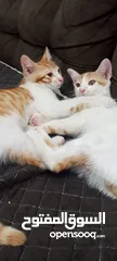  4 2 قطط ذكور للتبني