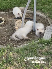  4 4 قطط هملايا صغيره عمرهم شهر ونص تقريبا  مع امهم وبصحه جيده جدا