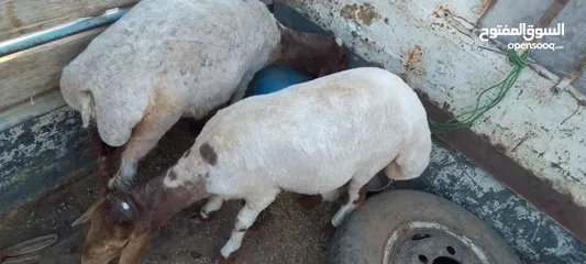 4 عمان جاوا عبرتين عمر ثمانيه اشهر