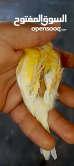  5 جوز جنه جوز حب جوز كنار جوز كوكتيل  (اقرا الوصف ضروري)