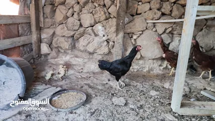  14 باكستاني نخب