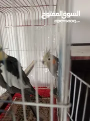 2 جوز ببغاء كوكتيل