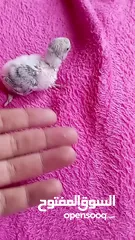  5 طيره كنار مقنبره عمر سنه بكريه