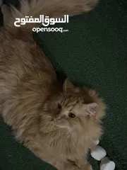  1 قطط شيرازي نظيف