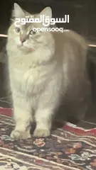  1 قطه سيبيريه