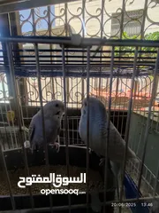  4 طيور حب للبيع