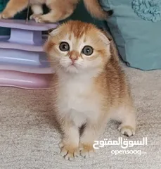  3 كتن سكوتش فولد وستريت اناث وذكورالعمر شهرين الوان مميزه الاسعار ابتداء من 100