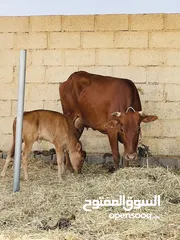  3 بقره حليب تحتها عجله.