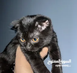  1 قطوه سكوتش