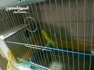  2 جواز طيور حب كلو شغال