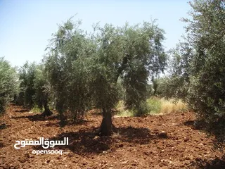  6 2دونم للبيع في كفرراعي (جنين)
