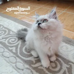  1 Himalayan ragdoll female