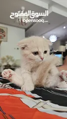  5 سكوتش فولد / 3 شهو....  Scottish Fold/3 months