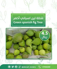  10 شتلات وأشجار التين من مشتل الأرياف  أسعار منافسة  انجیر کا درخت