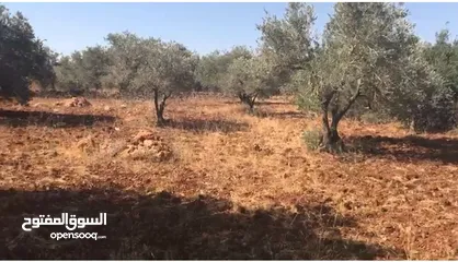  1 أرض للبيع جميلة ومليئة بأشجار الزيتون